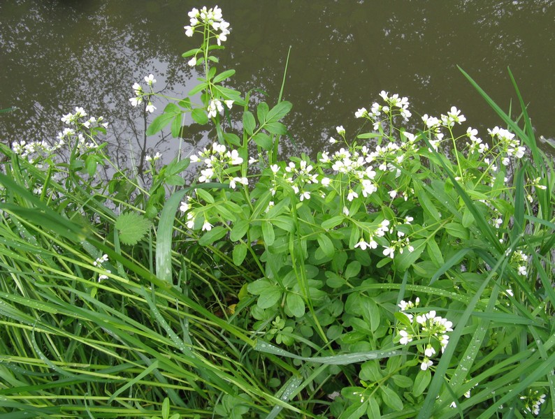 Cardamine amara (Brassicaceae)